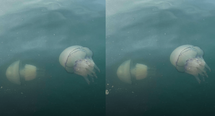 Si të mbroheni nga meduzat në det