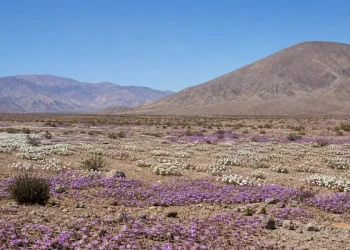 El Niño transformon shkretëtirën më të thatë në botë