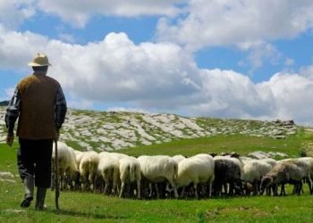Rrufeja godet kopenë e bariut në Maqedoninë e Veriut, ia mbytë dhjetëra dele