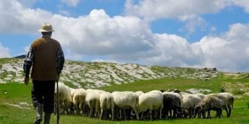 Rrufeja godet kopenë e bariut në Maqedoninë e Veriut, ia mbytë dhjetëra dele