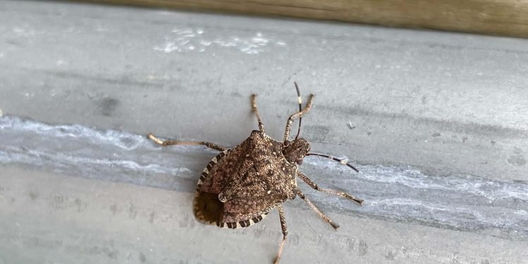 Insektet e vogla pushtojnë muret e shtëpive: Çfarë duhet të dini për stenicat dhe si t’i largoni pa lënë erë të keqe