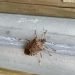 Insektet  e vogla pushtojnë muret e shtëpive: Çfarë duhet të dini për stenicat dhe si t’i largoni pa lënë erë të keqe