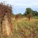 Drithi i harruar po rikthehet në arat e fermerëve
